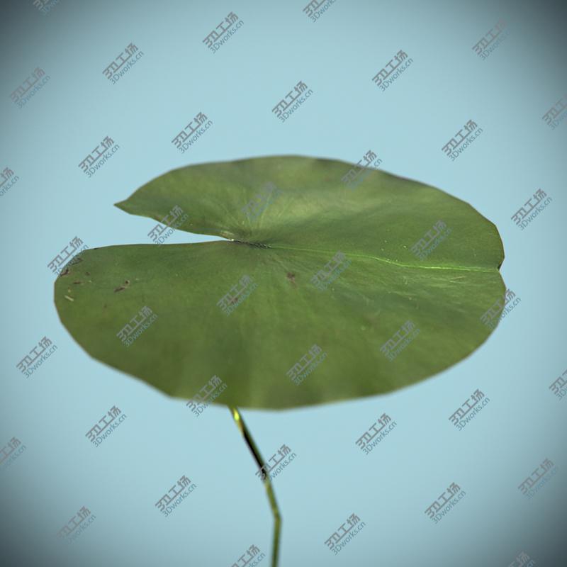 images/goods_img/202104023/Water Lily/3.jpg